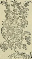 Picture 430 of 711 from Petri Andreae Matthioli Senensis serenissimi Principis Ferdinandi Archiducis Austriae & c., Medici, Commentarii secundo aucti : in libros sex Pedacii Dioscoridis Anazarbei de medica materia. Adiectis quàm plurimis plantarum, & animalium imaginibus quae in priore editione non habentur, eodem authore : his accessit eiusdem apologia adversus Amathum Lusitanum cum censura in eiusdem enarrationes (1558), leaf 539