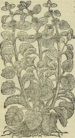 An illustration from Petri Andreae Matthioli Senensis serenissimi Principis Ferdinandi Archiducis Austriae & c., Medici, Commentarii secundo aucti : in libros sex Pedacii Dioscoridis Anazarbei de medica materia. Adiectis quàm plurimis plantarum, & animalium imaginibus quae in priore editione non habentur, eodem authore : his accessit eiusdem apologia adversus Amathum Lusitanum cum censura in eiusdem enarrationes (1558)