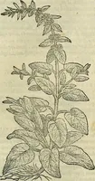 An illustration from Petri Andreae Matthioli Senensis serenissimi Principis Ferdinandi Archiducis Austriae & c., Medici, Commentarii secundo aucti : in libros sex Pedacii Dioscoridis Anazarbei de medica materia. Adiectis quàm plurimis plantarum, & animalium imaginibus quae in priore editione non habentur, eodem authore : his accessit eiusdem apologia adversus Amathum Lusitanum cum censura in eiusdem enarrationes (1558)