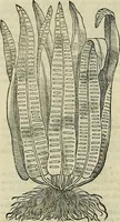 An illustration from Petri Andreae Matthioli Senensis serenissimi Principis Ferdinandi Archiducis Austriae & c., Medici, Commentarii secundo aucti : in libros sex Pedacii Dioscoridis Anazarbei de medica materia. Adiectis quàm plurimis plantarum, & animalium imaginibus quae in priore editione non habentur, eodem authore : his accessit eiusdem apologia adversus Amathum Lusitanum cum censura in eiusdem enarrationes (1558)