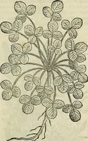 Picture 434 of 711 from Petri Andreae Matthioli Senensis serenissimi Principis Ferdinandi Archiducis Austriae & c., Medici, Commentarii secundo aucti : in libros sex Pedacii Dioscoridis Anazarbei de medica materia. Adiectis quàm plurimis plantarum, & animalium imaginibus quae in priore editione non habentur, eodem authore : his accessit eiusdem apologia adversus Amathum Lusitanum cum censura in eiusdem enarrationes (1558), leaf 542