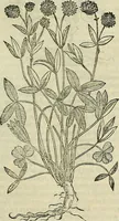 An illustration from Petri Andreae Matthioli Senensis serenissimi Principis Ferdinandi Archiducis Austriae & c., Medici, Commentarii secundo aucti : in libros sex Pedacii Dioscoridis Anazarbei de medica materia. Adiectis quàm plurimis plantarum, & animalium imaginibus quae in priore editione non habentur, eodem authore : his accessit eiusdem apologia adversus Amathum Lusitanum cum censura in eiusdem enarrationes (1558)