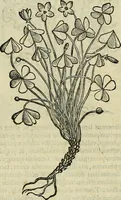 An illustration from Petri Andreae Matthioli Senensis serenissimi Principis Ferdinandi Archiducis Austriae & c., Medici, Commentarii secundo aucti : in libros sex Pedacii Dioscoridis Anazarbei de medica materia. Adiectis quàm plurimis plantarum, & animalium imaginibus quae in priore editione non habentur, eodem authore : his accessit eiusdem apologia adversus Amathum Lusitanum cum censura in eiusdem enarrationes (1558)