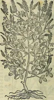 Picture 438 of 711 from Petri Andreae Matthioli Senensis serenissimi Principis Ferdinandi Archiducis Austriae & c., Medici, Commentarii secundo aucti : in libros sex Pedacii Dioscoridis Anazarbei de medica materia. Adiectis quàm plurimis plantarum, & animalium imaginibus quae in priore editione non habentur, eodem authore : his accessit eiusdem apologia adversus Amathum Lusitanum cum censura in eiusdem enarrationes (1558), leaf 543