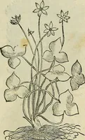 An illustration from Petri Andreae Matthioli Senensis serenissimi Principis Ferdinandi Archiducis Austriae & c., Medici, Commentarii secundo aucti : in libros sex Pedacii Dioscoridis Anazarbei de medica materia. Adiectis quàm plurimis plantarum, & animalium imaginibus quae in priore editione non habentur, eodem authore : his accessit eiusdem apologia adversus Amathum Lusitanum cum censura in eiusdem enarrationes (1558)