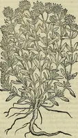 An illustration from Petri Andreae Matthioli Senensis serenissimi Principis Ferdinandi Archiducis Austriae & c., Medici, Commentarii secundo aucti : in libros sex Pedacii Dioscoridis Anazarbei de medica materia. Adiectis quàm plurimis plantarum, & animalium imaginibus quae in priore editione non habentur, eodem authore : his accessit eiusdem apologia adversus Amathum Lusitanum cum censura in eiusdem enarrationes (1558)