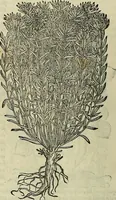 An illustration from Petri Andreae Matthioli Senensis serenissimi Principis Ferdinandi Archiducis Austriae & c., Medici, Commentarii secundo aucti : in libros sex Pedacii Dioscoridis Anazarbei de medica materia. Adiectis quàm plurimis plantarum, & animalium imaginibus quae in priore editione non habentur, eodem authore : his accessit eiusdem apologia adversus Amathum Lusitanum cum censura in eiusdem enarrationes (1558)