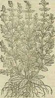Picture 442 of 711 from Petri Andreae Matthioli Senensis serenissimi Principis Ferdinandi Archiducis Austriae & c., Medici, Commentarii secundo aucti : in libros sex Pedacii Dioscoridis Anazarbei de medica materia. Adiectis quàm plurimis plantarum, & animalium imaginibus quae in priore editione non habentur, eodem authore : his accessit eiusdem apologia adversus Amathum Lusitanum cum censura in eiusdem enarrationes (1558), leaf 546