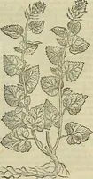 Picture 443 of 711 from Petri Andreae Matthioli Senensis serenissimi Principis Ferdinandi Archiducis Austriae & c., Medici, Commentarii secundo aucti : in libros sex Pedacii Dioscoridis Anazarbei de medica materia. Adiectis quàm plurimis plantarum, & animalium imaginibus quae in priore editione non habentur, eodem authore : his accessit eiusdem apologia adversus Amathum Lusitanum cum censura in eiusdem enarrationes (1558), leaf 546
