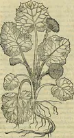 An illustration from Petri Andreae Matthioli Senensis serenissimi Principis Ferdinandi Archiducis Austriae & c., Medici, Commentarii secundo aucti : in libros sex Pedacii Dioscoridis Anazarbei de medica materia. Adiectis quàm plurimis plantarum, & animalium imaginibus quae in priore editione non habentur, eodem authore : his accessit eiusdem apologia adversus Amathum Lusitanum cum censura in eiusdem enarrationes (1558)