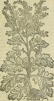 Picture 445 of 711 from Petri Andreae Matthioli Senensis serenissimi Principis Ferdinandi Archiducis Austriae & c., Medici, Commentarii secundo aucti : in libros sex Pedacii Dioscoridis Anazarbei de medica materia. Adiectis quàm plurimis plantarum, & animalium imaginibus quae in priore editione non habentur, eodem authore : his accessit eiusdem apologia adversus Amathum Lusitanum cum censura in eiusdem enarrationes (1558), leaf 548