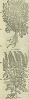 An illustration from Petri Andreae Matthioli Senensis serenissimi Principis Ferdinandi Archiducis Austriae & c., Medici, Commentarii secundo aucti : in libros sex Pedacii Dioscoridis Anazarbei de medica materia. Adiectis quàm plurimis plantarum, & animalium imaginibus quae in priore editione non habentur, eodem authore : his accessit eiusdem apologia adversus Amathum Lusitanum cum censura in eiusdem enarrationes (1558)