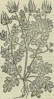 Picture 447 of 711 from Petri Andreae Matthioli Senensis serenissimi Principis Ferdinandi Archiducis Austriae & c., Medici, Commentarii secundo aucti : in libros sex Pedacii Dioscoridis Anazarbei de medica materia. Adiectis quàm plurimis plantarum, & animalium imaginibus quae in priore editione non habentur, eodem authore : his accessit eiusdem apologia adversus Amathum Lusitanum cum censura in eiusdem enarrationes (1558), leaf 551