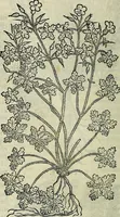An illustration from Petri Andreae Matthioli Senensis serenissimi Principis Ferdinandi Archiducis Austriae & c., Medici, Commentarii secundo aucti : in libros sex Pedacii Dioscoridis Anazarbei de medica materia. Adiectis quàm plurimis plantarum, & animalium imaginibus quae in priore editione non habentur, eodem authore : his accessit eiusdem apologia adversus Amathum Lusitanum cum censura in eiusdem enarrationes (1558)