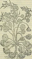 Picture 449 of 711 from Petri Andreae Matthioli Senensis serenissimi Principis Ferdinandi Archiducis Austriae & c., Medici, Commentarii secundo aucti : in libros sex Pedacii Dioscoridis Anazarbei de medica materia. Adiectis quàm plurimis plantarum, & animalium imaginibus quae in priore editione non habentur, eodem authore : his accessit eiusdem apologia adversus Amathum Lusitanum cum censura in eiusdem enarrationes (1558), leaf 552