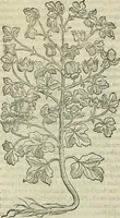 An illustration from Petri Andreae Matthioli Senensis serenissimi Principis Ferdinandi Archiducis Austriae & c., Medici, Commentarii secundo aucti : in libros sex Pedacii Dioscoridis Anazarbei de medica materia. Adiectis quàm plurimis plantarum, & animalium imaginibus quae in priore editione non habentur, eodem authore : his accessit eiusdem apologia adversus Amathum Lusitanum cum censura in eiusdem enarrationes (1558)