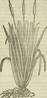 An illustration from Petri Andreae Matthioli Senensis serenissimi Principis Ferdinandi Archiducis Austriae & c., Medici, Commentarii secundo aucti : in libros sex Pedacii Dioscoridis Anazarbei de medica materia. Adiectis quàm plurimis plantarum, & animalium imaginibus quae in priore editione non habentur, eodem authore : his accessit eiusdem apologia adversus Amathum Lusitanum cum censura in eiusdem enarrationes (1558)