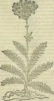An illustration from Petri Andreae Matthioli Senensis serenissimi Principis Ferdinandi Archiducis Austriae & c., Medici, Commentarii secundo aucti : in libros sex Pedacii Dioscoridis Anazarbei de medica materia. Adiectis quàm plurimis plantarum, & animalium imaginibus quae in priore editione non habentur, eodem authore : his accessit eiusdem apologia adversus Amathum Lusitanum cum censura in eiusdem enarrationes (1558)