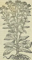 Picture 453 of 711 from Petri Andreae Matthioli Senensis serenissimi Principis Ferdinandi Archiducis Austriae & c., Medici, Commentarii secundo aucti : in libros sex Pedacii Dioscoridis Anazarbei de medica materia. Adiectis quàm plurimis plantarum, & animalium imaginibus quae in priore editione non habentur, eodem authore : his accessit eiusdem apologia adversus Amathum Lusitanum cum censura in eiusdem enarrationes (1558), leaf 555