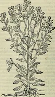 An illustration from Petri Andreae Matthioli Senensis serenissimi Principis Ferdinandi Archiducis Austriae & c., Medici, Commentarii secundo aucti : in libros sex Pedacii Dioscoridis Anazarbei de medica materia. Adiectis quàm plurimis plantarum, & animalium imaginibus quae in priore editione non habentur, eodem authore : his accessit eiusdem apologia adversus Amathum Lusitanum cum censura in eiusdem enarrationes (1558)