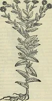 An illustration from Petri Andreae Matthioli Senensis serenissimi Principis Ferdinandi Archiducis Austriae & c., Medici, Commentarii secundo aucti : in libros sex Pedacii Dioscoridis Anazarbei de medica materia. Adiectis quàm plurimis plantarum, & animalium imaginibus quae in priore editione non habentur, eodem authore : his accessit eiusdem apologia adversus Amathum Lusitanum cum censura in eiusdem enarrationes (1558)