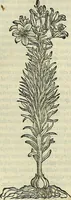 An illustration from Petri Andreae Matthioli Senensis serenissimi Principis Ferdinandi Archiducis Austriae & c., Medici, Commentarii secundo aucti : in libros sex Pedacii Dioscoridis Anazarbei de medica materia. Adiectis quàm plurimis plantarum, & animalium imaginibus quae in priore editione non habentur, eodem authore : his accessit eiusdem apologia adversus Amathum Lusitanum cum censura in eiusdem enarrationes (1558)