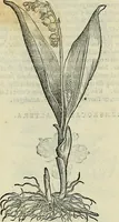 An illustration from Petri Andreae Matthioli Senensis serenissimi Principis Ferdinandi Archiducis Austriae & c., Medici, Commentarii secundo aucti : in libros sex Pedacii Dioscoridis Anazarbei de medica materia. Adiectis quàm plurimis plantarum, & animalium imaginibus quae in priore editione non habentur, eodem authore : his accessit eiusdem apologia adversus Amathum Lusitanum cum censura in eiusdem enarrationes (1558)