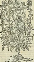 An illustration from Petri Andreae Matthioli Senensis serenissimi Principis Ferdinandi Archiducis Austriae & c., Medici, Commentarii secundo aucti : in libros sex Pedacii Dioscoridis Anazarbei de medica materia. Adiectis quàm plurimis plantarum, & animalium imaginibus quae in priore editione non habentur, eodem authore : his accessit eiusdem apologia adversus Amathum Lusitanum cum censura in eiusdem enarrationes (1558)