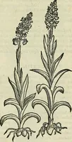 An illustration from Petri Andreae Matthioli Senensis serenissimi Principis Ferdinandi Archiducis Austriae & c., Medici, Commentarii secundo aucti : in libros sex Pedacii Dioscoridis Anazarbei de medica materia. Adiectis quàm plurimis plantarum, & animalium imaginibus quae in priore editione non habentur, eodem authore : his accessit eiusdem apologia adversus Amathum Lusitanum cum censura in eiusdem enarrationes (1558)
