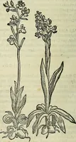 An illustration from Petri Andreae Matthioli Senensis serenissimi Principis Ferdinandi Archiducis Austriae & c., Medici, Commentarii secundo aucti : in libros sex Pedacii Dioscoridis Anazarbei de medica materia. Adiectis quàm plurimis plantarum, & animalium imaginibus quae in priore editione non habentur, eodem authore : his accessit eiusdem apologia adversus Amathum Lusitanum cum censura in eiusdem enarrationes (1558)