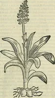 Picture 462 of 711 from Petri Andreae Matthioli Senensis serenissimi Principis Ferdinandi Archiducis Austriae & c., Medici, Commentarii secundo aucti : in libros sex Pedacii Dioscoridis Anazarbei de medica materia. Adiectis quàm plurimis plantarum, & animalium imaginibus quae in priore editione non habentur, eodem authore : his accessit eiusdem apologia adversus Amathum Lusitanum cum censura in eiusdem enarrationes (1558), leaf 560