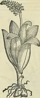 An illustration from Petri Andreae Matthioli Senensis serenissimi Principis Ferdinandi Archiducis Austriae & c., Medici, Commentarii secundo aucti : in libros sex Pedacii Dioscoridis Anazarbei de medica materia. Adiectis quàm plurimis plantarum, & animalium imaginibus quae in priore editione non habentur, eodem authore : his accessit eiusdem apologia adversus Amathum Lusitanum cum censura in eiusdem enarrationes (1558)