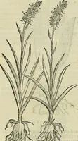 An illustration from Petri Andreae Matthioli Senensis serenissimi Principis Ferdinandi Archiducis Austriae & c., Medici, Commentarii secundo aucti : in libros sex Pedacii Dioscoridis Anazarbei de medica materia. Adiectis quàm plurimis plantarum, & animalium imaginibus quae in priore editione non habentur, eodem authore : his accessit eiusdem apologia adversus Amathum Lusitanum cum censura in eiusdem enarrationes (1558)