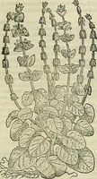 An illustration from Petri Andreae Matthioli Senensis serenissimi Principis Ferdinandi Archiducis Austriae & c., Medici, Commentarii secundo aucti : in libros sex Pedacii Dioscoridis Anazarbei de medica materia. Adiectis quàm plurimis plantarum, & animalium imaginibus quae in priore editione non habentur, eodem authore : his accessit eiusdem apologia adversus Amathum Lusitanum cum censura in eiusdem enarrationes (1558)