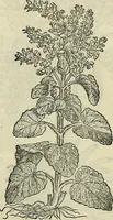 An illustration from Petri Andreae Matthioli Senensis serenissimi Principis Ferdinandi Archiducis Austriae & c., Medici, Commentarii secundo aucti : in libros sex Pedacii Dioscoridis Anazarbei de medica materia. Adiectis quàm plurimis plantarum, & animalium imaginibus quae in priore editione non habentur, eodem authore : his accessit eiusdem apologia adversus Amathum Lusitanum cum censura in eiusdem enarrationes (1558)