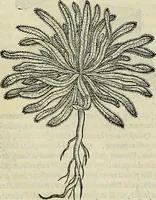 Picture 468 of 711 from Petri Andreae Matthioli Senensis serenissimi Principis Ferdinandi Archiducis Austriae & c., Medici, Commentarii secundo aucti : in libros sex Pedacii Dioscoridis Anazarbei de medica materia. Adiectis quàm plurimis plantarum, & animalium imaginibus quae in priore editione non habentur, eodem authore : his accessit eiusdem apologia adversus Amathum Lusitanum cum censura in eiusdem enarrationes (1558), leaf 563
