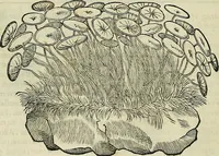 An illustration from Petri Andreae Matthioli Senensis serenissimi Principis Ferdinandi Archiducis Austriae & c., Medici, Commentarii secundo aucti : in libros sex Pedacii Dioscoridis Anazarbei de medica materia. Adiectis quàm plurimis plantarum, & animalium imaginibus quae in priore editione non habentur, eodem authore : his accessit eiusdem apologia adversus Amathum Lusitanum cum censura in eiusdem enarrationes (1558)