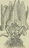 An illustration from Petri Andreae Matthioli Senensis serenissimi Principis Ferdinandi Archiducis Austriae & c., Medici, Commentarii secundo aucti : in libros sex Pedacii Dioscoridis Anazarbei de medica materia. Adiectis quàm plurimis plantarum, & animalium imaginibus quae in priore editione non habentur, eodem authore : his accessit eiusdem apologia adversus Amathum Lusitanum cum censura in eiusdem enarrationes (1558)