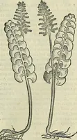 Picture 473 of 711 from Petri Andreae Matthioli Senensis serenissimi Principis Ferdinandi Archiducis Austriae & c., Medici, Commentarii secundo aucti : in libros sex Pedacii Dioscoridis Anazarbei de medica materia. Adiectis quàm plurimis plantarum, & animalium imaginibus quae in priore editione non habentur, eodem authore : his accessit eiusdem apologia adversus Amathum Lusitanum cum censura in eiusdem enarrationes (1558), leaf 568