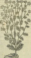 An illustration from Petri Andreae Matthioli Senensis serenissimi Principis Ferdinandi Archiducis Austriae & c., Medici, Commentarii secundo aucti : in libros sex Pedacii Dioscoridis Anazarbei de medica materia. Adiectis quàm plurimis plantarum, & animalium imaginibus quae in priore editione non habentur, eodem authore : his accessit eiusdem apologia adversus Amathum Lusitanum cum censura in eiusdem enarrationes (1558)