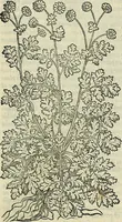 An illustration from Petri Andreae Matthioli Senensis serenissimi Principis Ferdinandi Archiducis Austriae & c., Medici, Commentarii secundo aucti : in libros sex Pedacii Dioscoridis Anazarbei de medica materia. Adiectis quàm plurimis plantarum, & animalium imaginibus quae in priore editione non habentur, eodem authore : his accessit eiusdem apologia adversus Amathum Lusitanum cum censura in eiusdem enarrationes (1558)