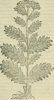 Picture 476 of 711 from Petri Andreae Matthioli Senensis serenissimi Principis Ferdinandi Archiducis Austriae & c., Medici, Commentarii secundo aucti : in libros sex Pedacii Dioscoridis Anazarbei de medica materia. Adiectis quàm plurimis plantarum, & animalium imaginibus quae in priore editione non habentur, eodem authore : his accessit eiusdem apologia adversus Amathum Lusitanum cum censura in eiusdem enarrationes (1558), leaf 570