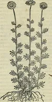 Picture 477 of 711 from Petri Andreae Matthioli Senensis serenissimi Principis Ferdinandi Archiducis Austriae & c., Medici, Commentarii secundo aucti : in libros sex Pedacii Dioscoridis Anazarbei de medica materia. Adiectis quàm plurimis plantarum, & animalium imaginibus quae in priore editione non habentur, eodem authore : his accessit eiusdem apologia adversus Amathum Lusitanum cum censura in eiusdem enarrationes (1558), leaf 571