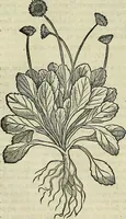 Picture 478 of 711 from Petri Andreae Matthioli Senensis serenissimi Principis Ferdinandi Archiducis Austriae & c., Medici, Commentarii secundo aucti : in libros sex Pedacii Dioscoridis Anazarbei de medica materia. Adiectis quàm plurimis plantarum, & animalium imaginibus quae in priore editione non habentur, eodem authore : his accessit eiusdem apologia adversus Amathum Lusitanum cum censura in eiusdem enarrationes (1558), leaf 571