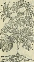 An illustration from Petri Andreae Matthioli Senensis serenissimi Principis Ferdinandi Archiducis Austriae & c., Medici, Commentarii secundo aucti : in libros sex Pedacii Dioscoridis Anazarbei de medica materia. Adiectis quàm plurimis plantarum, & animalium imaginibus quae in priore editione non habentur, eodem authore : his accessit eiusdem apologia adversus Amathum Lusitanum cum censura in eiusdem enarrationes (1558)