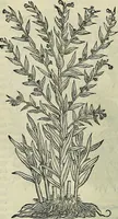 Picture 481 of 711 from Petri Andreae Matthioli Senensis serenissimi Principis Ferdinandi Archiducis Austriae & c., Medici, Commentarii secundo aucti : in libros sex Pedacii Dioscoridis Anazarbei de medica materia. Adiectis quàm plurimis plantarum, & animalium imaginibus quae in priore editione non habentur, eodem authore : his accessit eiusdem apologia adversus Amathum Lusitanum cum censura in eiusdem enarrationes (1558), leaf 573
