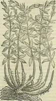Picture 482 of 711 from Petri Andreae Matthioli Senensis serenissimi Principis Ferdinandi Archiducis Austriae & c., Medici, Commentarii secundo aucti : in libros sex Pedacii Dioscoridis Anazarbei de medica materia. Adiectis quàm plurimis plantarum, & animalium imaginibus quae in priore editione non habentur, eodem authore : his accessit eiusdem apologia adversus Amathum Lusitanum cum censura in eiusdem enarrationes (1558), leaf 574