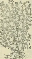 An illustration from Petri Andreae Matthioli Senensis serenissimi Principis Ferdinandi Archiducis Austriae & c., Medici, Commentarii secundo aucti : in libros sex Pedacii Dioscoridis Anazarbei de medica materia. Adiectis quàm plurimis plantarum, & animalium imaginibus quae in priore editione non habentur, eodem authore : his accessit eiusdem apologia adversus Amathum Lusitanum cum censura in eiusdem enarrationes (1558)