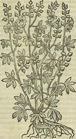 An illustration from Petri Andreae Matthioli Senensis serenissimi Principis Ferdinandi Archiducis Austriae & c., Medici, Commentarii secundo aucti : in libros sex Pedacii Dioscoridis Anazarbei de medica materia. Adiectis quàm plurimis plantarum, & animalium imaginibus quae in priore editione non habentur, eodem authore : his accessit eiusdem apologia adversus Amathum Lusitanum cum censura in eiusdem enarrationes (1558)