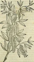 Picture 487 of 711 from Petri Andreae Matthioli Senensis serenissimi Principis Ferdinandi Archiducis Austriae & c., Medici, Commentarii secundo aucti : in libros sex Pedacii Dioscoridis Anazarbei de medica materia. Adiectis quàm plurimis plantarum, & animalium imaginibus quae in priore editione non habentur, eodem authore : his accessit eiusdem apologia adversus Amathum Lusitanum cum censura in eiusdem enarrationes (1558), leaf 578
